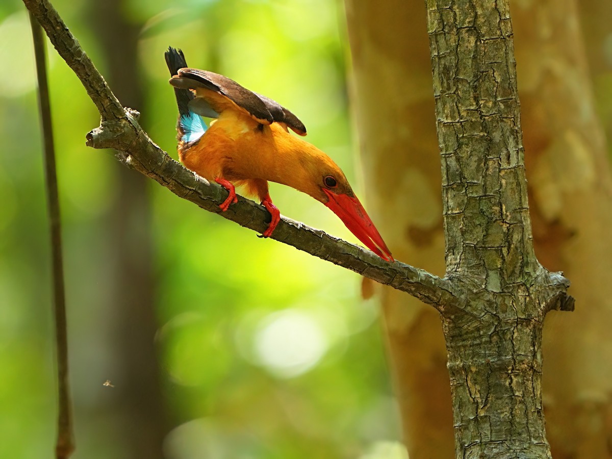 Brown-winged Kingfisher - Mei Hsiao