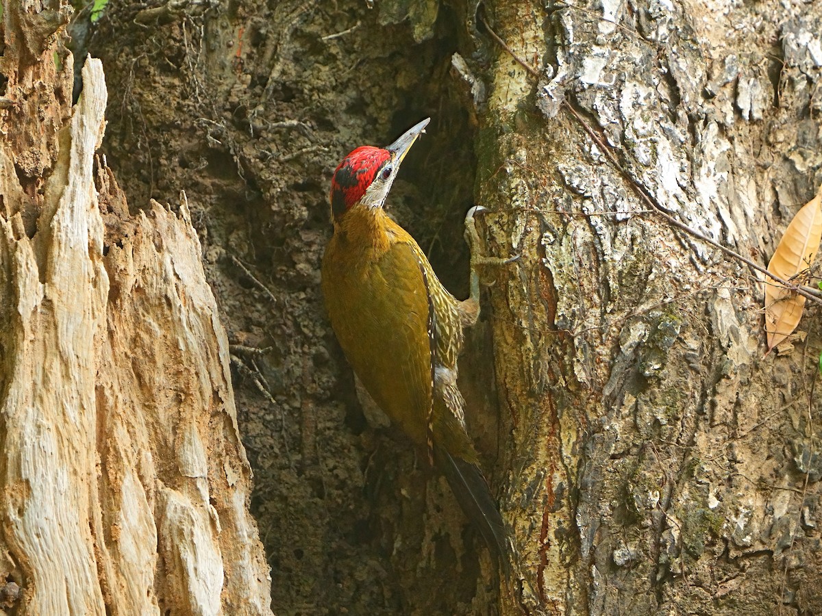 Streak-breasted Woodpecker - Mei Hsiao