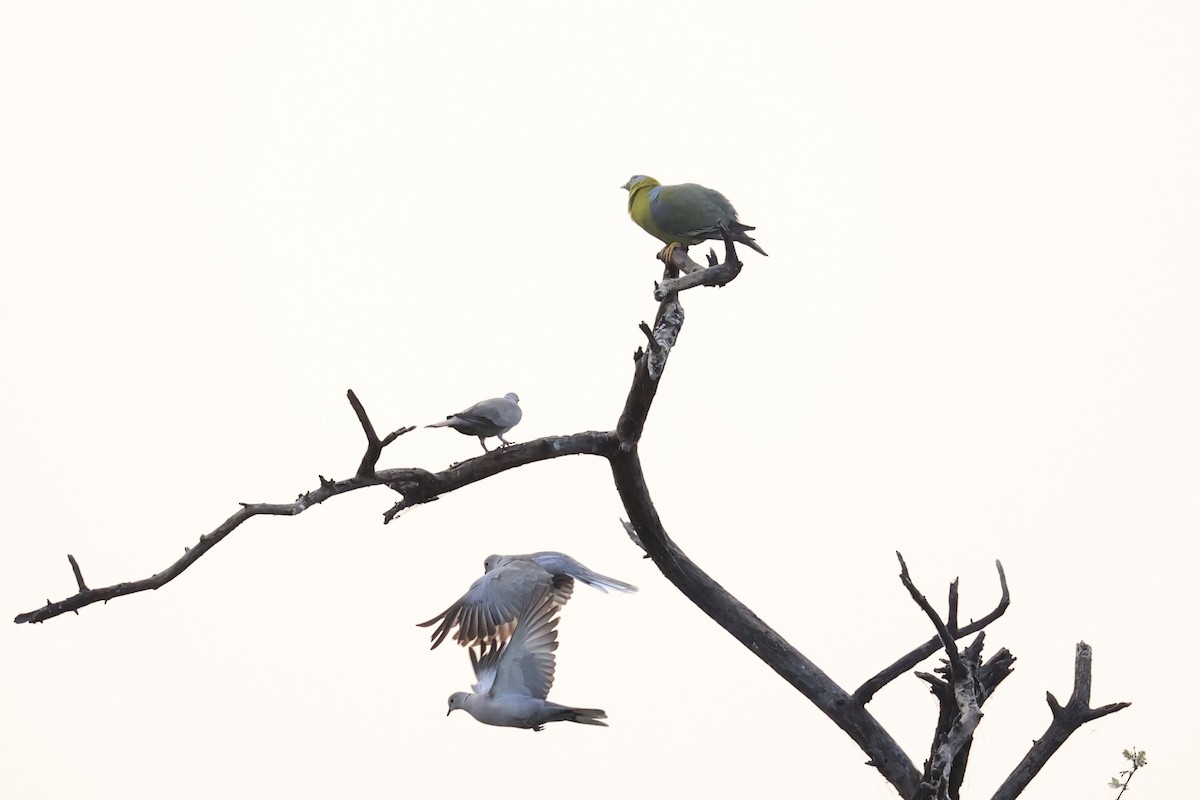 Yellow-footed Green-Pigeon - ML618256602