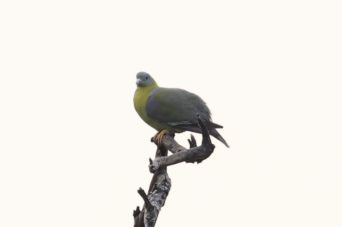 Yellow-footed Green-Pigeon - ML618256603