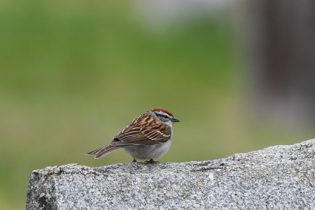 Chipping Sparrow - Christy Hibsch