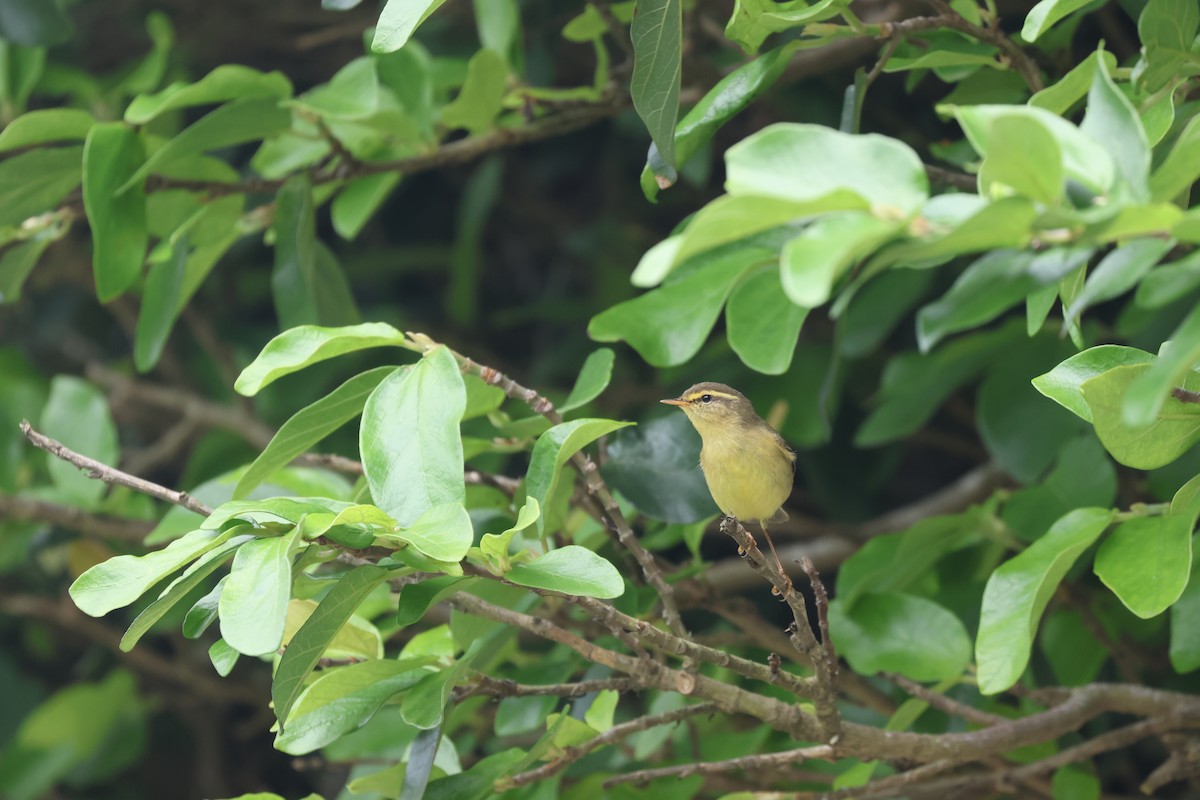 Tickell's Leaf Warbler - Chi-Hsuan Shao