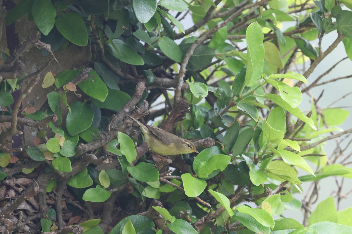 Tickell's Leaf Warbler - ML618256621