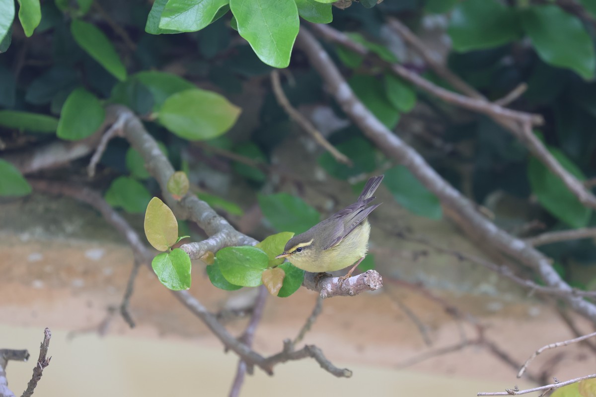Tickell's Leaf Warbler - ML618256644