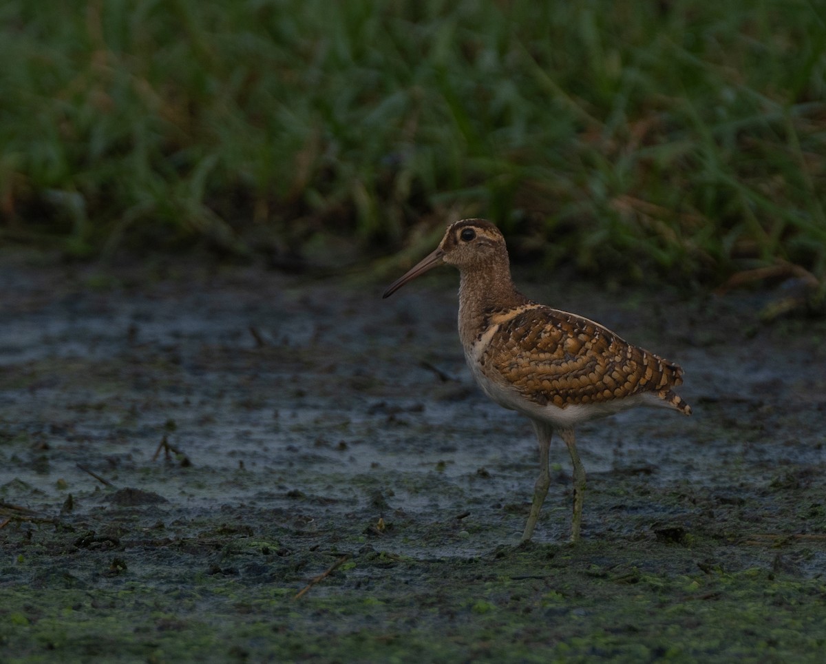 Greater Painted-Snipe - Chai Eng Law