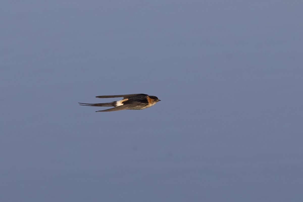 Red-rumped Swallow - ML618256737