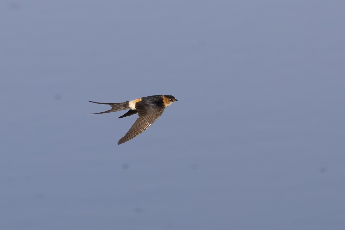Red-rumped Swallow - ML618256738