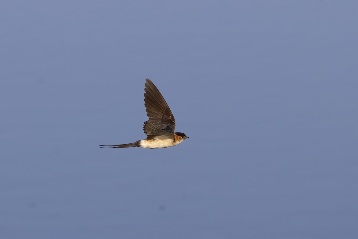 Red-rumped Swallow - ML618256740