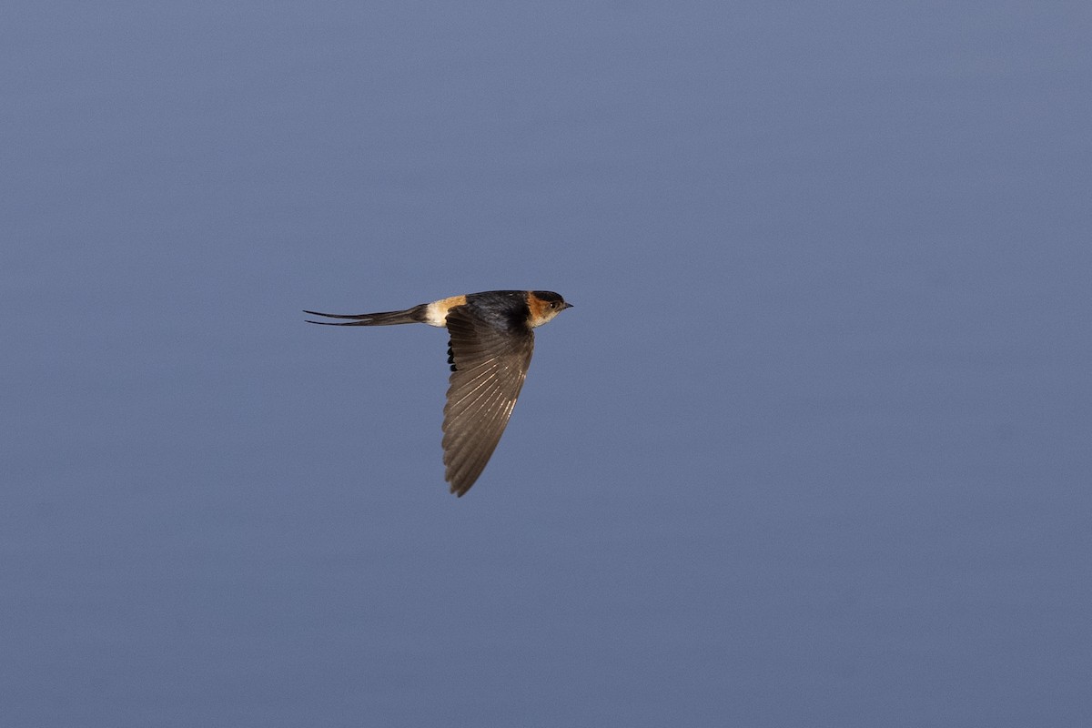 Red-rumped Swallow - ML618256741