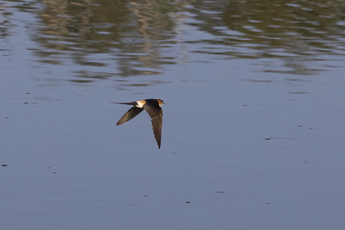 Red-rumped Swallow - ML618256742