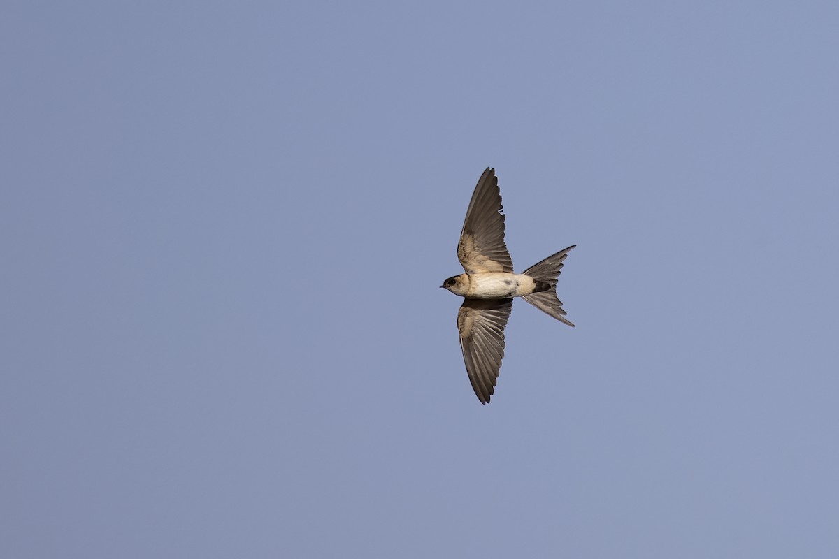 Red-rumped Swallow - ML618256743