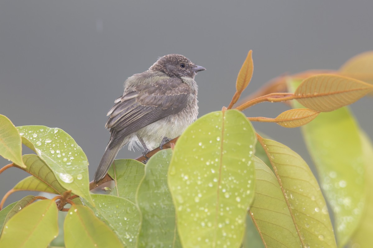 Yellow-crowned Tyrannulet - ML618256758
