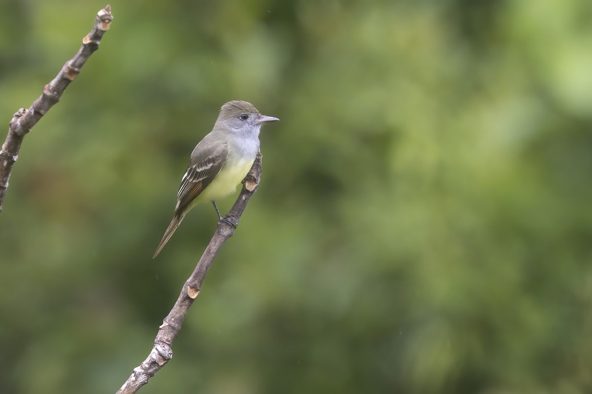 Great Crested Flycatcher - ML618256762