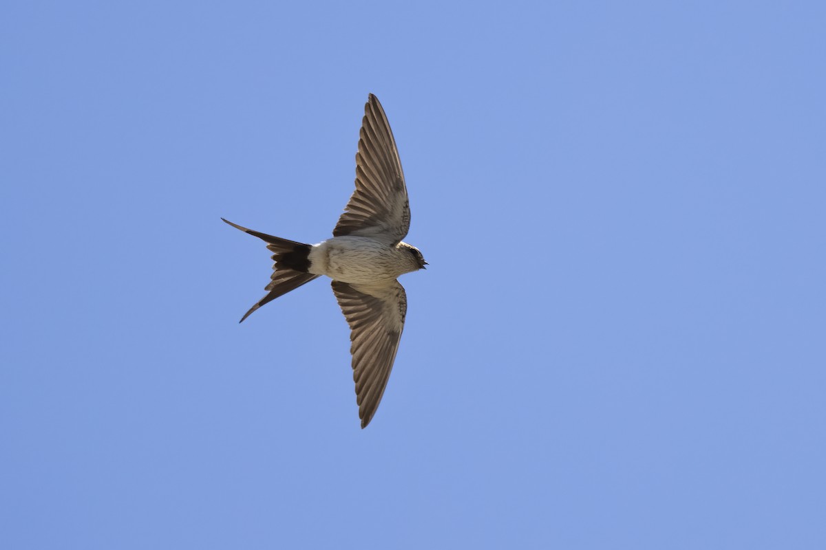 Red-rumped Swallow - ML618256782
