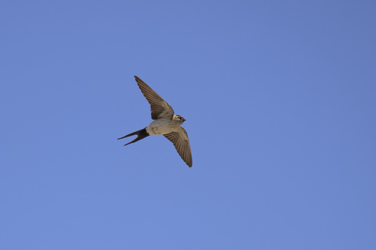 Red-rumped Swallow - ML618256783
