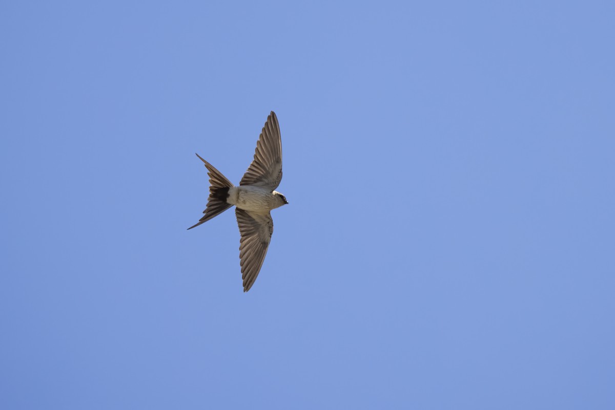 Red-rumped Swallow - ML618256784