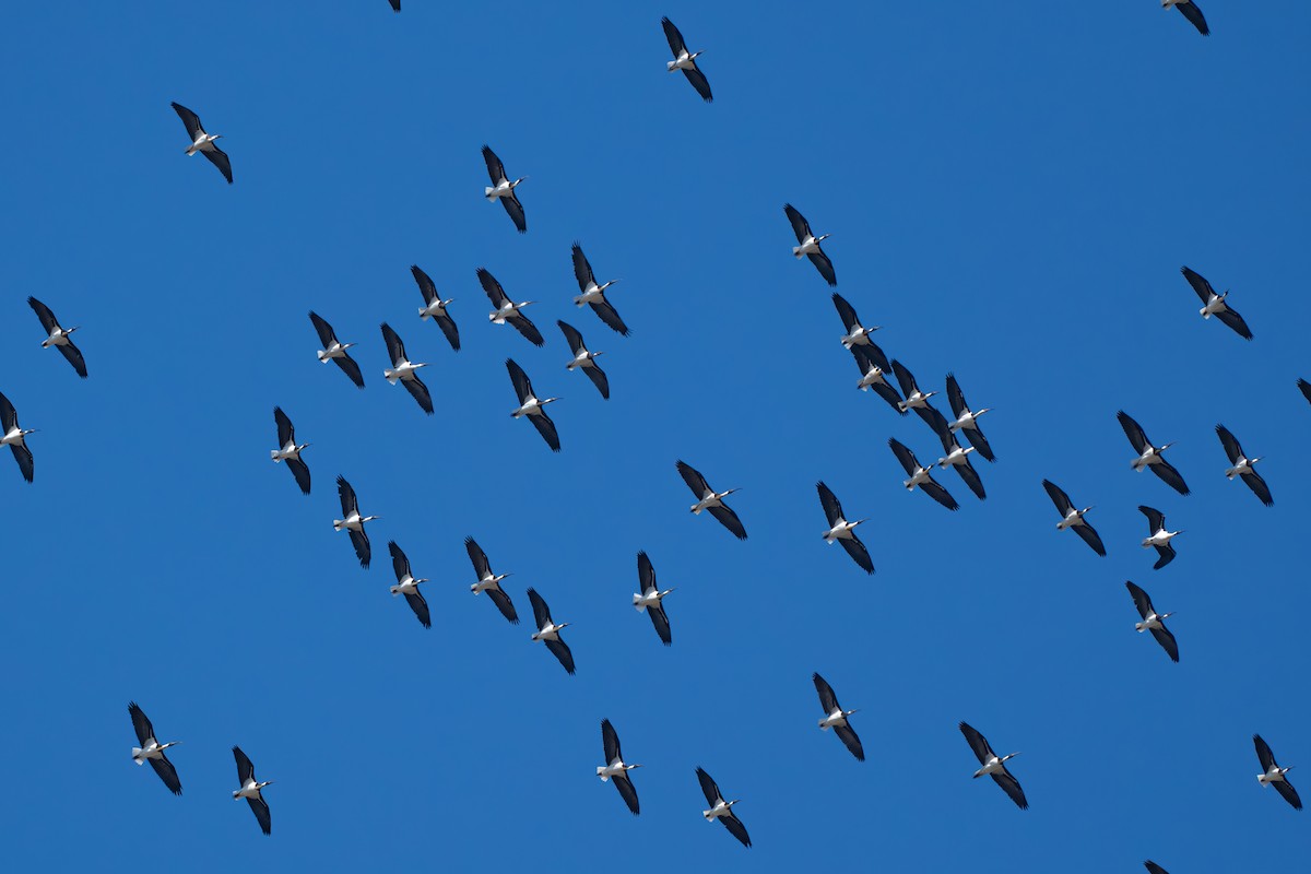 ibis slámokrký - ML618256807