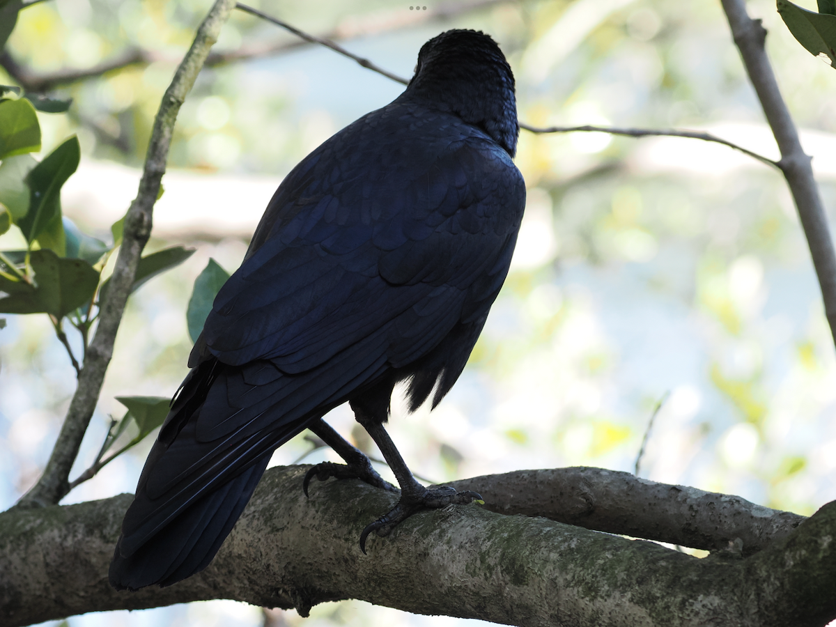Australian Raven - ML618256840