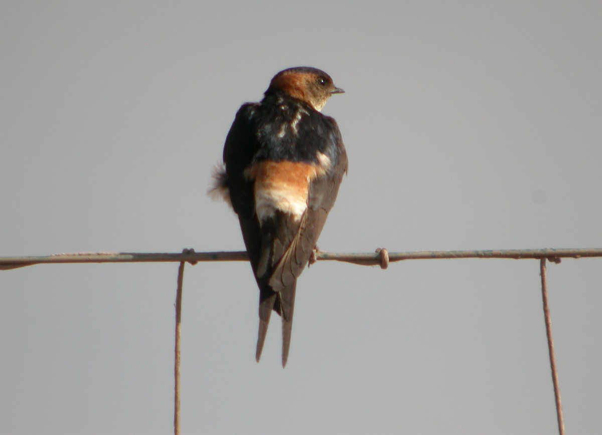 Red-rumped Swallow - ML618256853