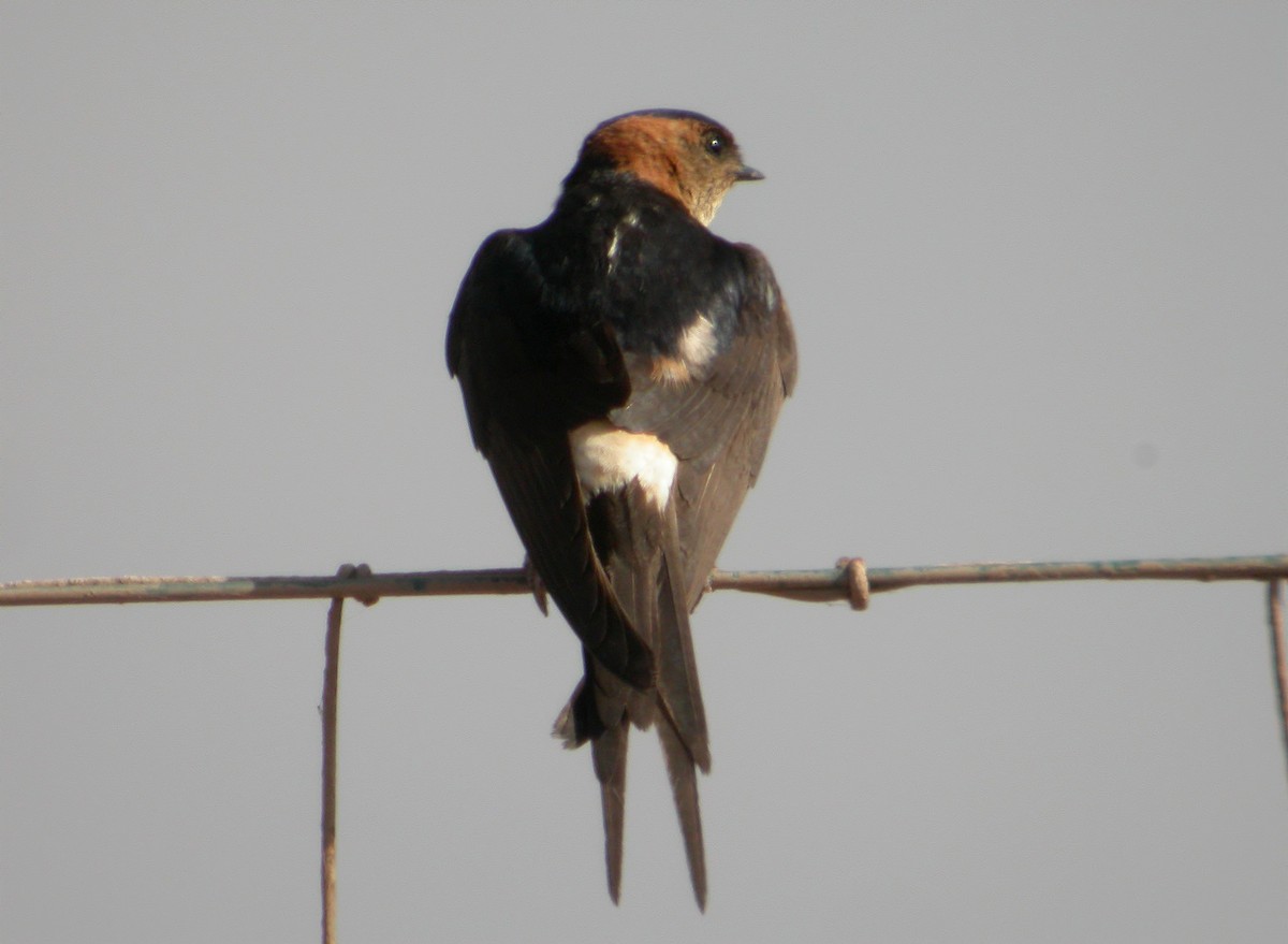 Red-rumped Swallow - ML618256854