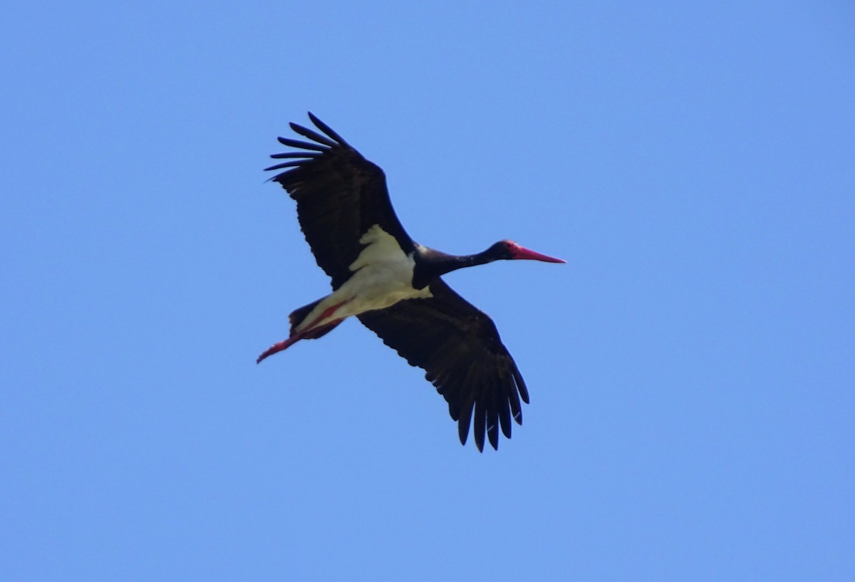 Black Stork - ML618256885