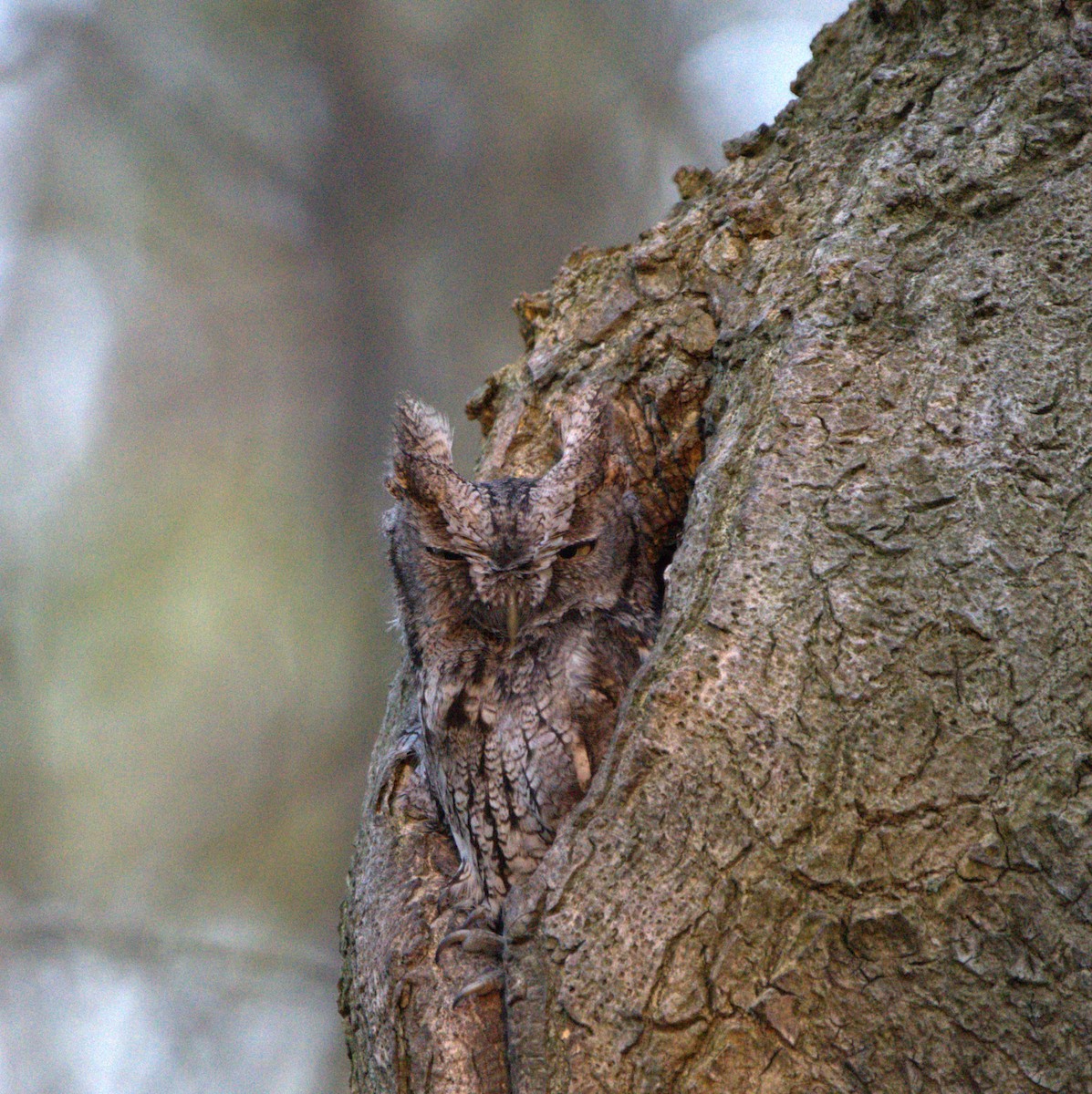 Eastern Screech-Owl - Anonymous