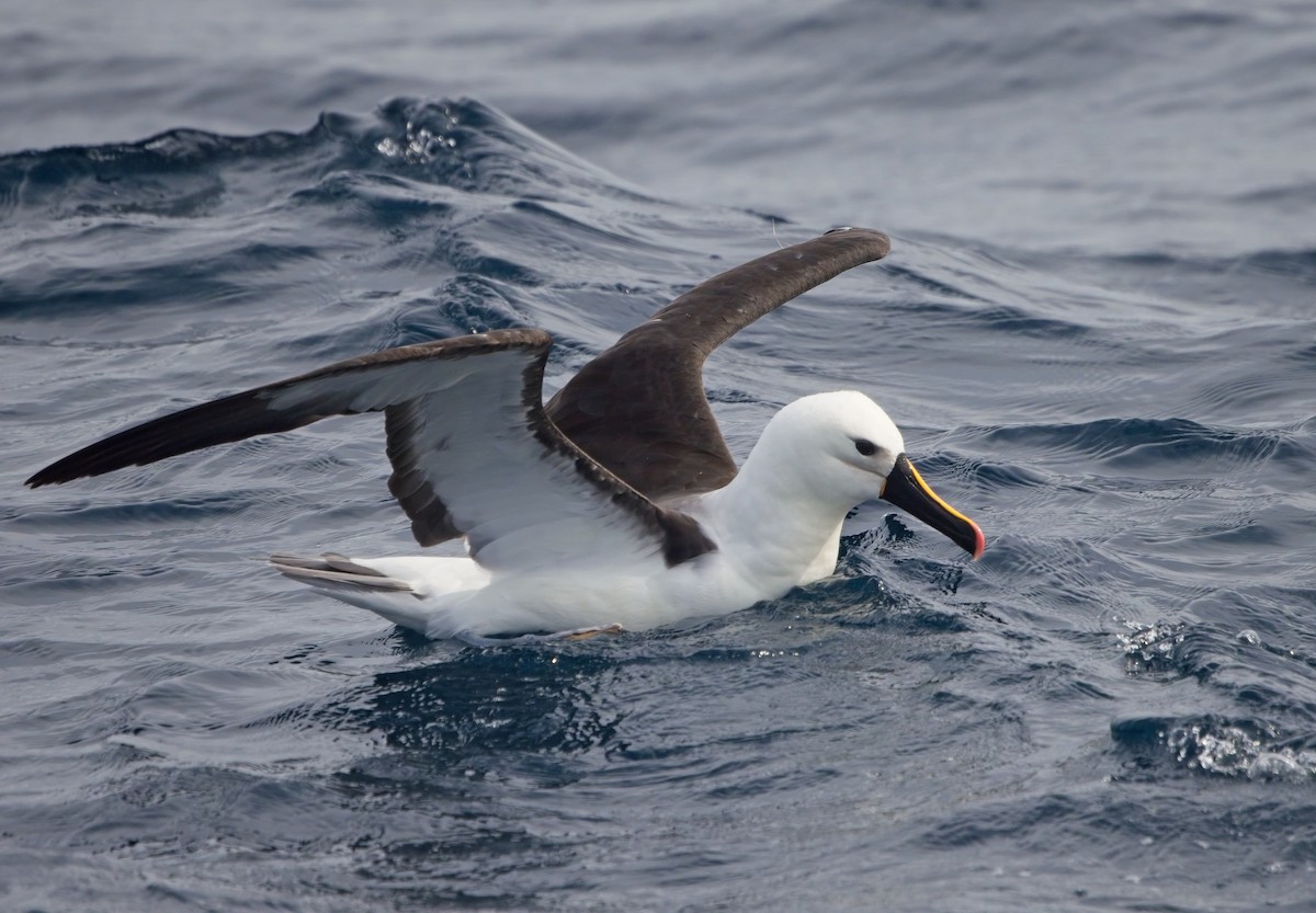Indian Yellow-nosed Albatross - ML618256941