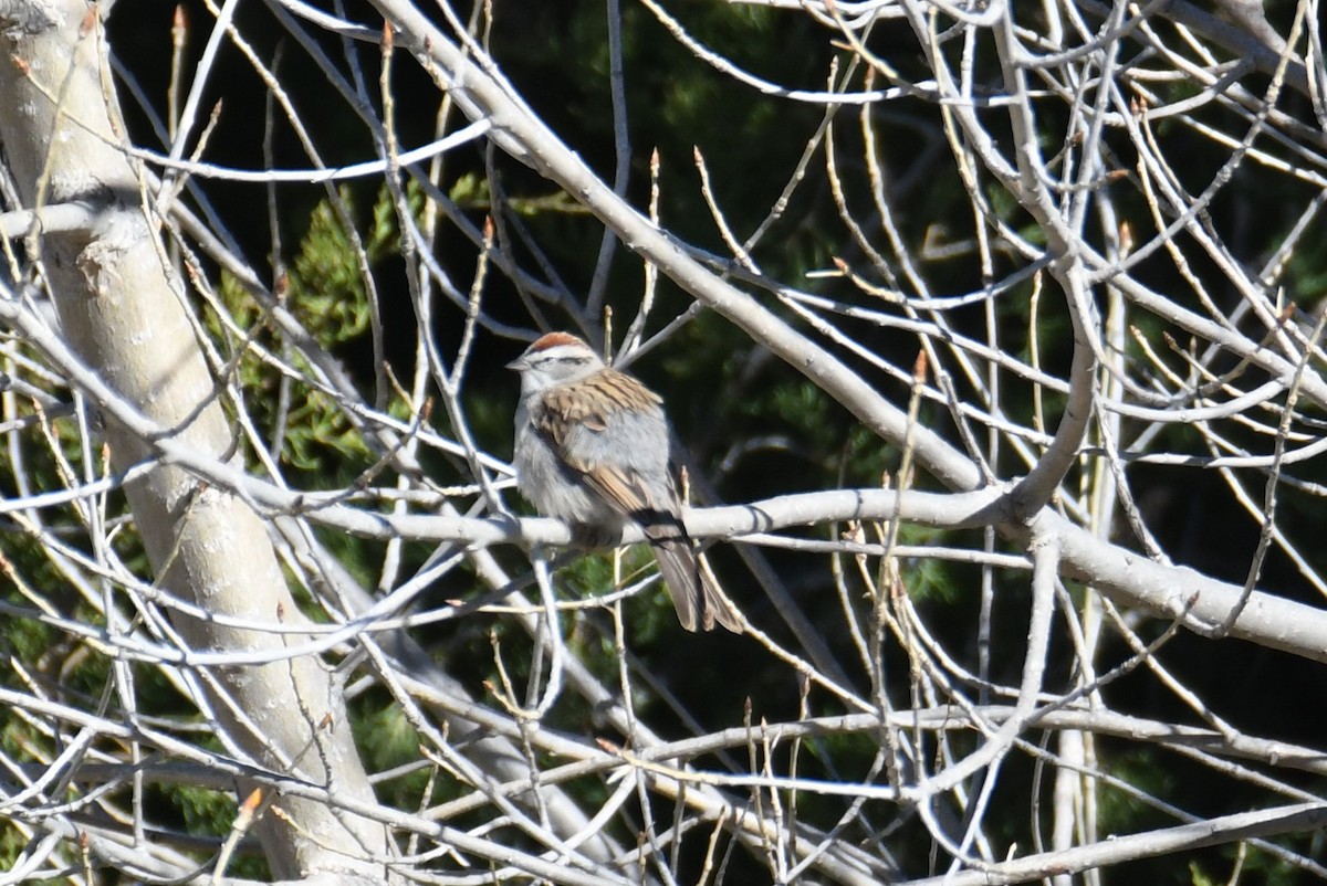 Chipping Sparrow - ML618256977