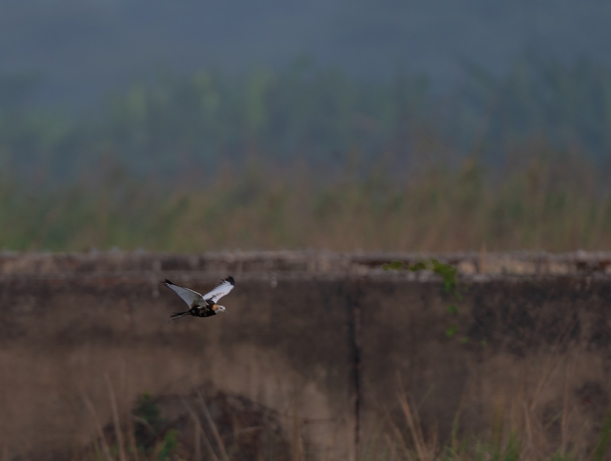 Pheasant-tailed Jacana - Chai Eng Law