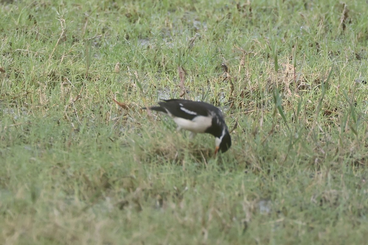 Indian Pied Starling - ML618257031