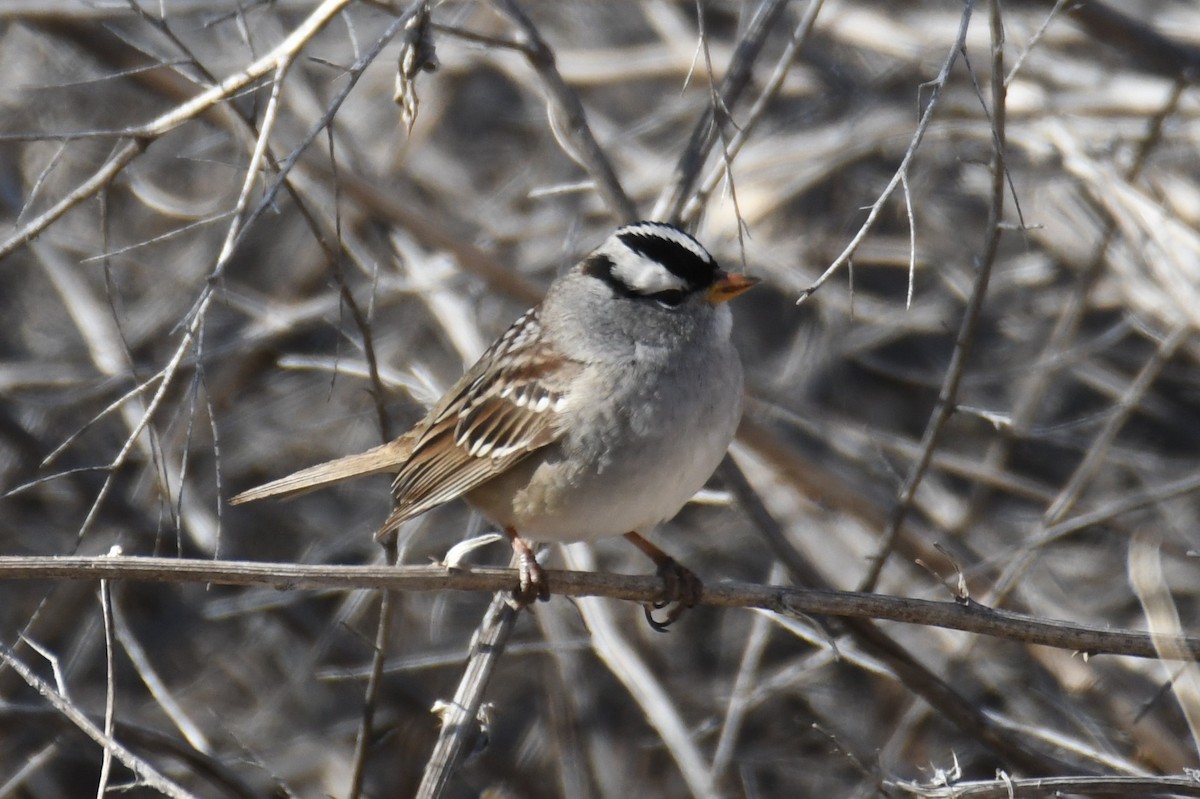 White-crowned Sparrow - ML618257033