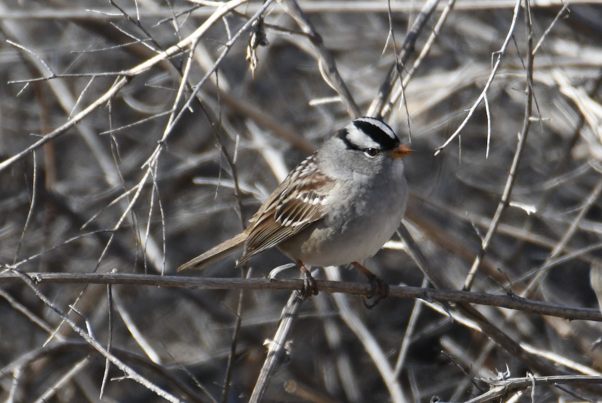 White-crowned Sparrow - ML618257034
