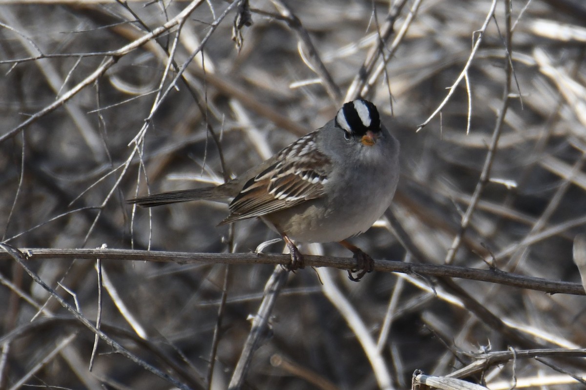 White-crowned Sparrow - Colin Dillingham