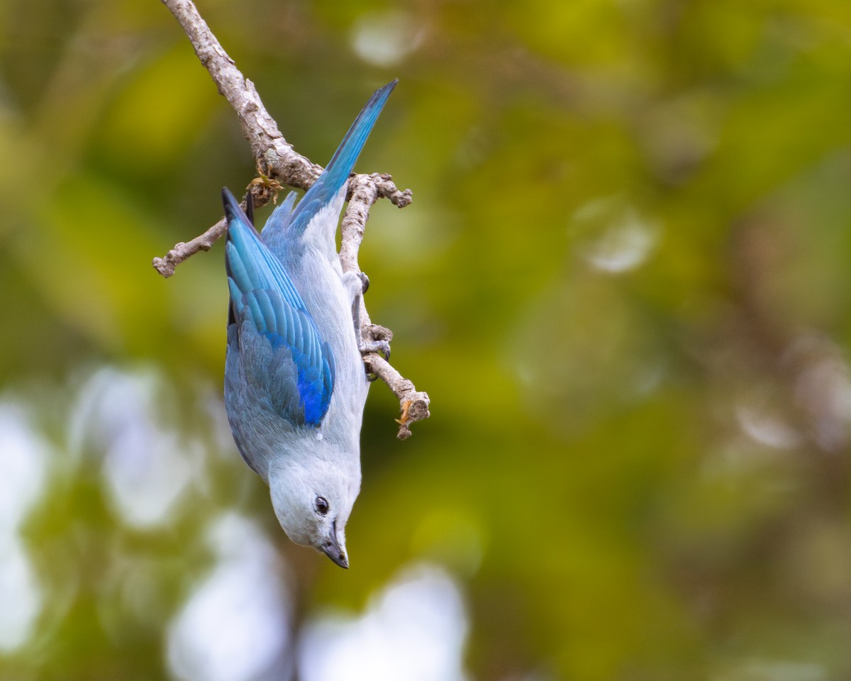 Blue-gray Tanager - ML618257066