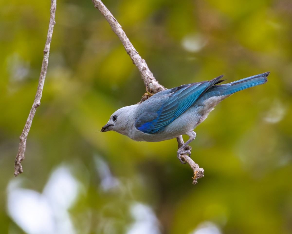 Blue-gray Tanager - ML618257084
