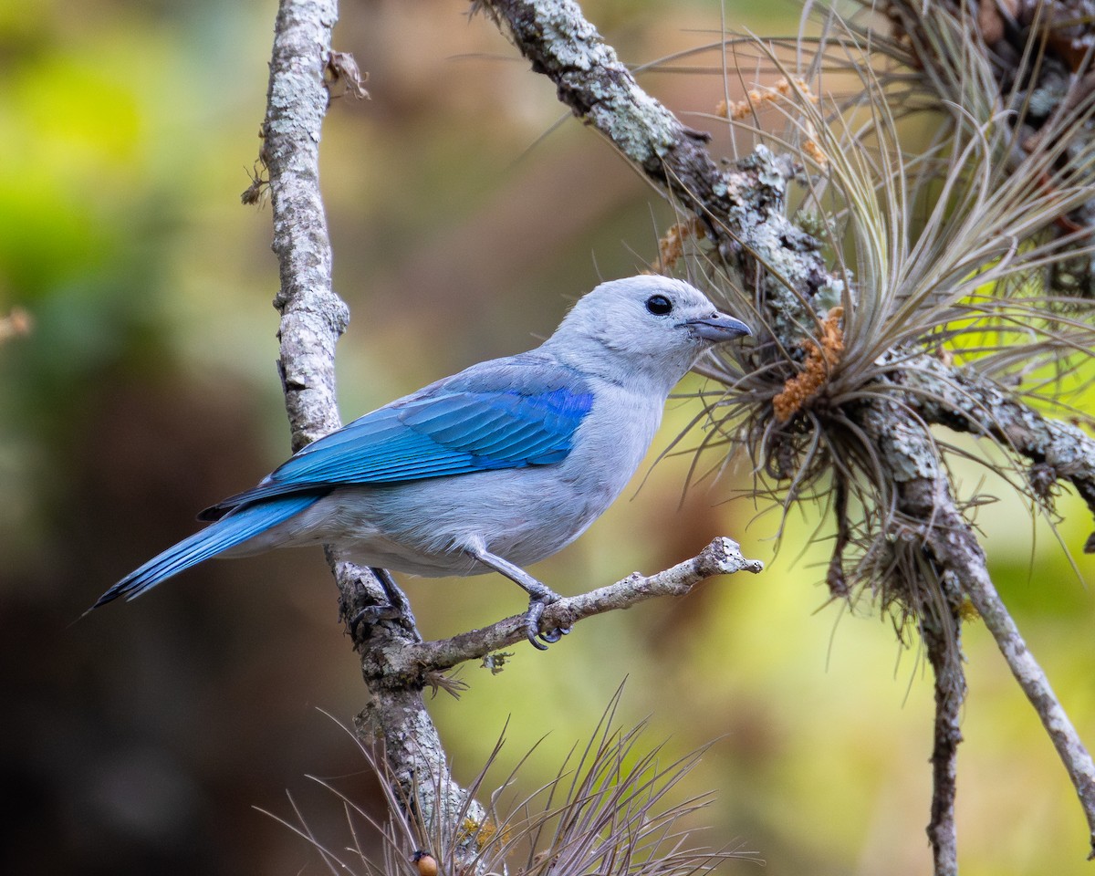 Blue-gray Tanager - ML618257085