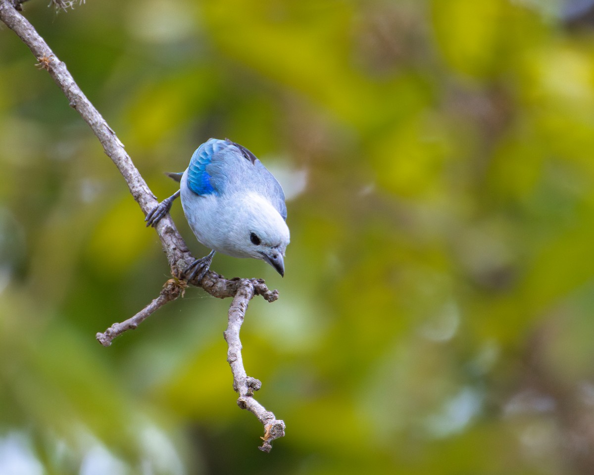 Blue-gray Tanager - ML618257086