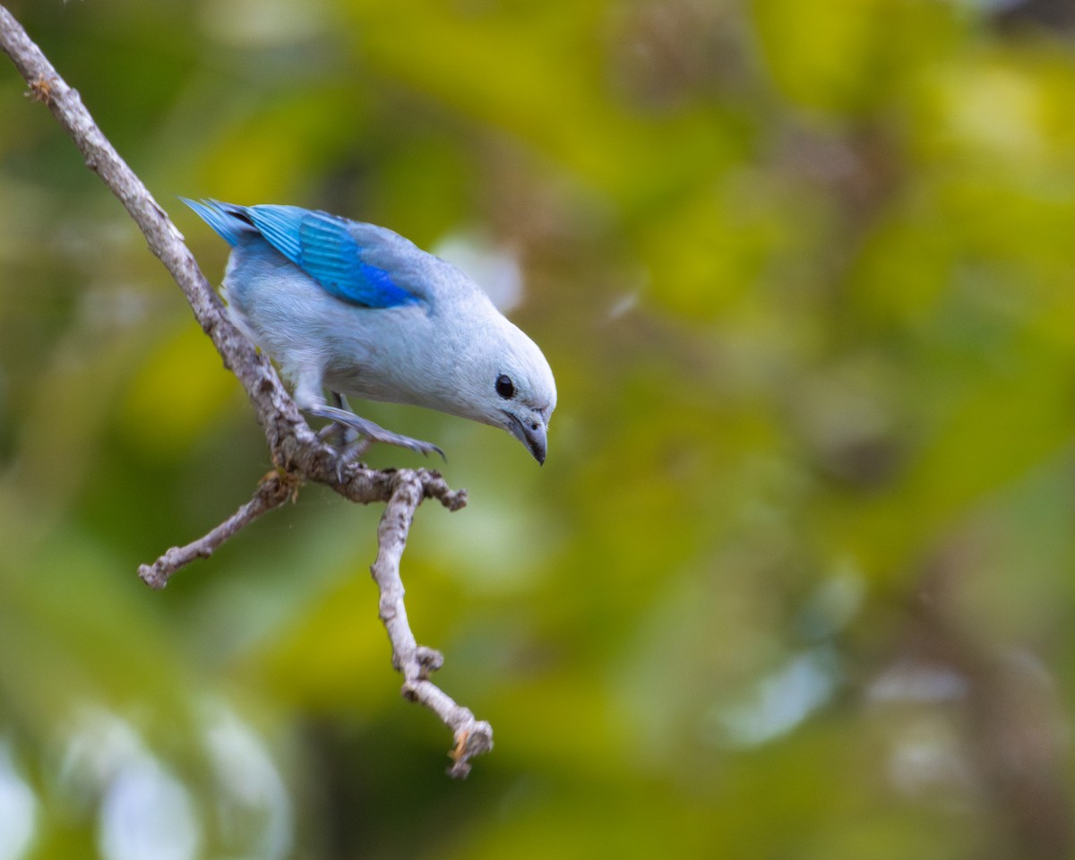 Blue-gray Tanager - ML618257087
