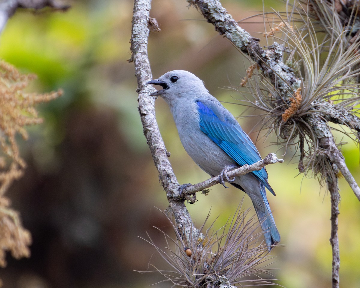 Blue-gray Tanager - ML618257088