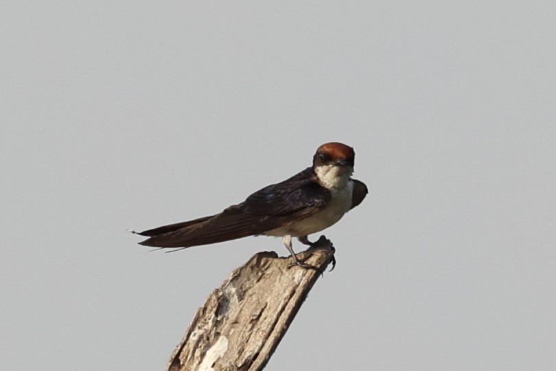 Wire-tailed Swallow - ML618257112