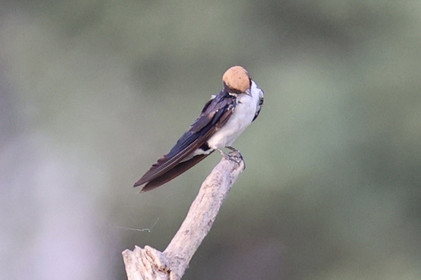 Wire-tailed Swallow - Andrew William