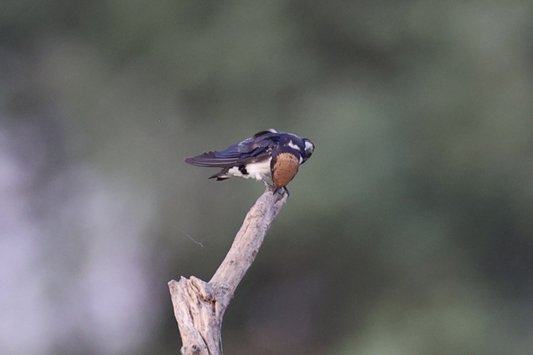 Wire-tailed Swallow - ML618257115