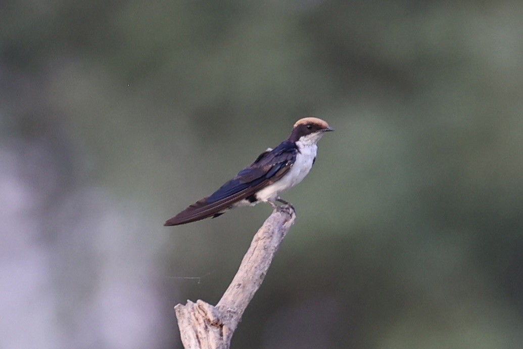 Wire-tailed Swallow - ML618257116