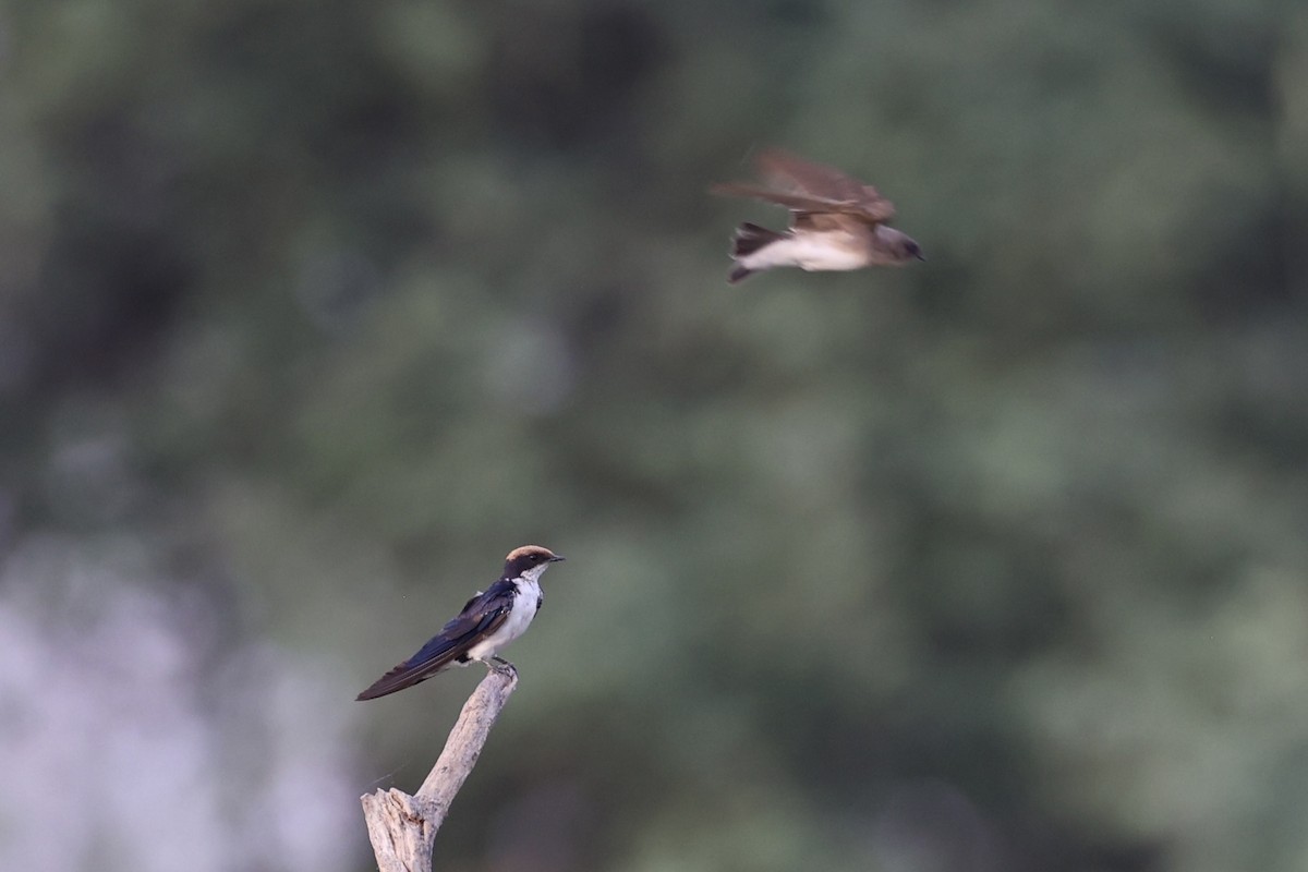 Wire-tailed Swallow - ML618257117