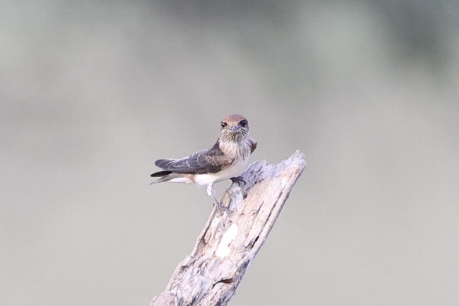 Wire-tailed Swallow - ML618257118