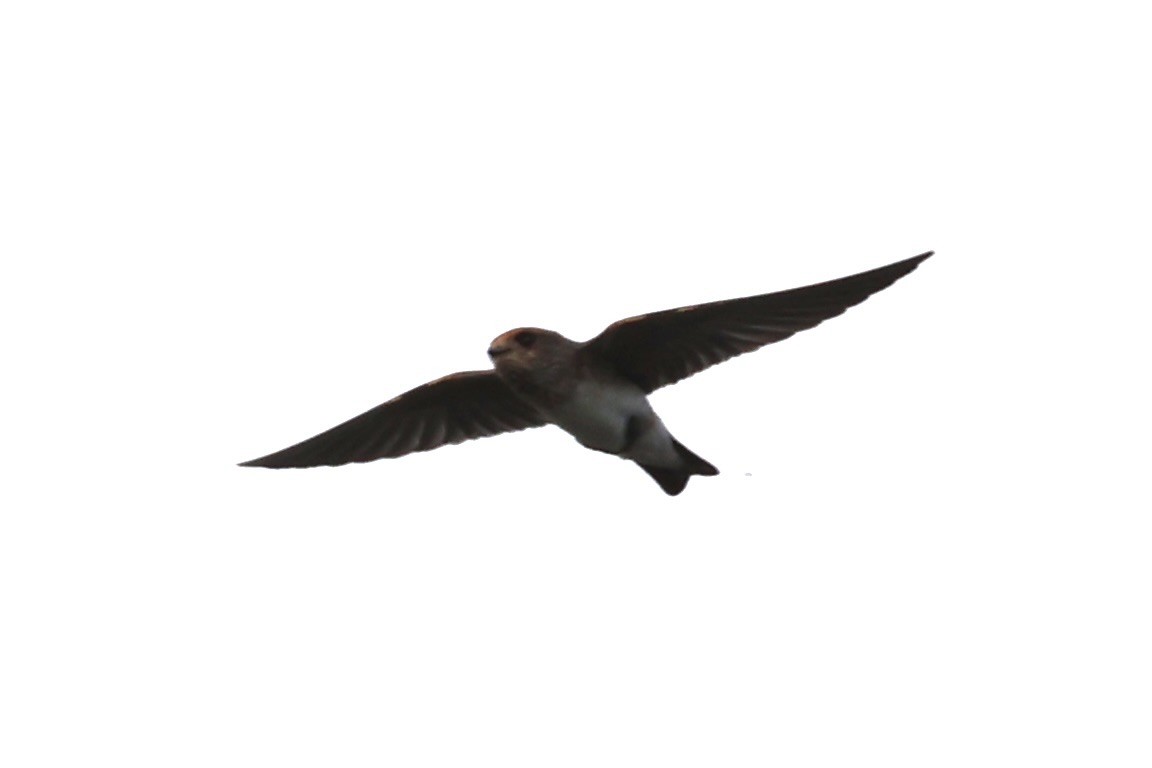Streak-throated Swallow - ML618257127