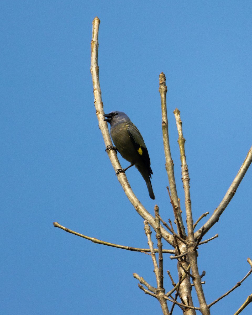 Yellow-winged Tanager - ML618257175