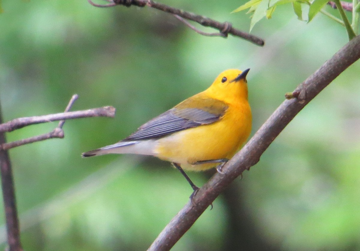 Prothonotary Warbler - ML618257211