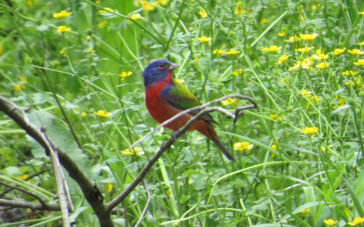 Painted Bunting - ML618257218