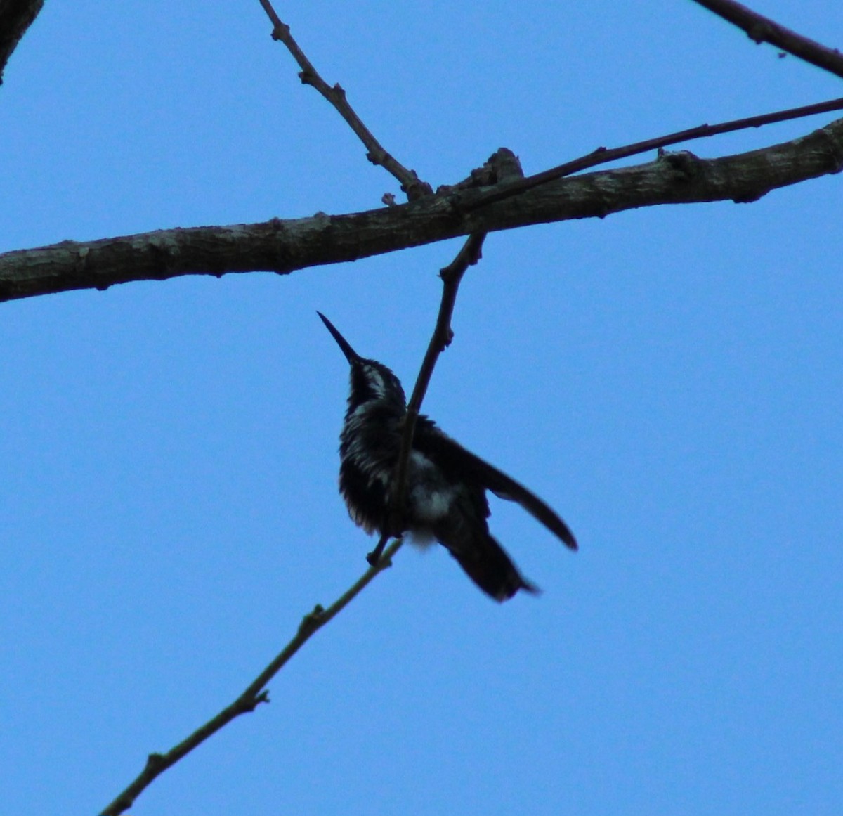 kolibřík tropický - ML618257243
